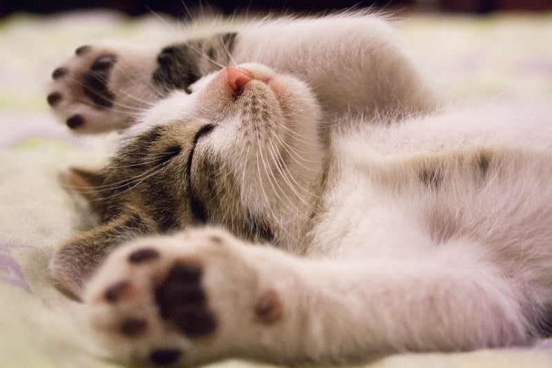 Pelusa, una mascota feliz de ClubPets