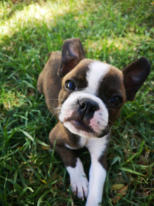 Cachorro boston terrier en el pasto