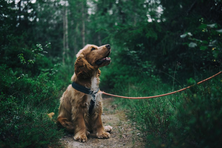 Perro cocker spaniel paseando con correa en el bosque