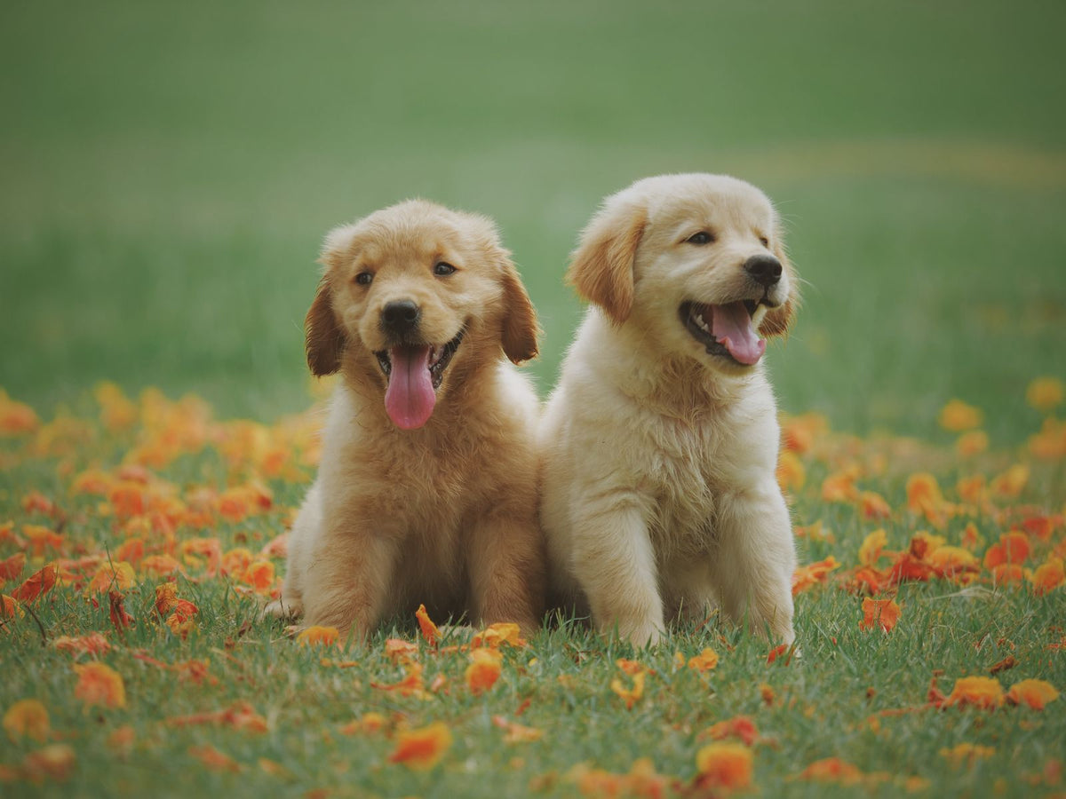Dos cachorros golden retriever felices en el pasto