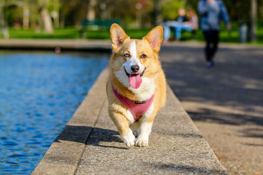 Perro corgi paseando feliz en el parque