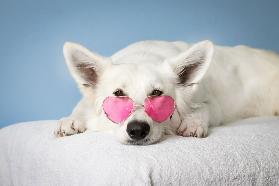 Perro blanco con lentes de corazón rosados