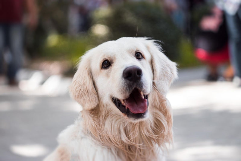 Firulais, una mascota feliz de ClubPets