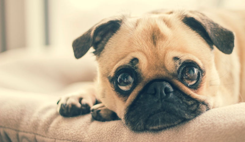 Toby, una mascota feliz de ClubPets
