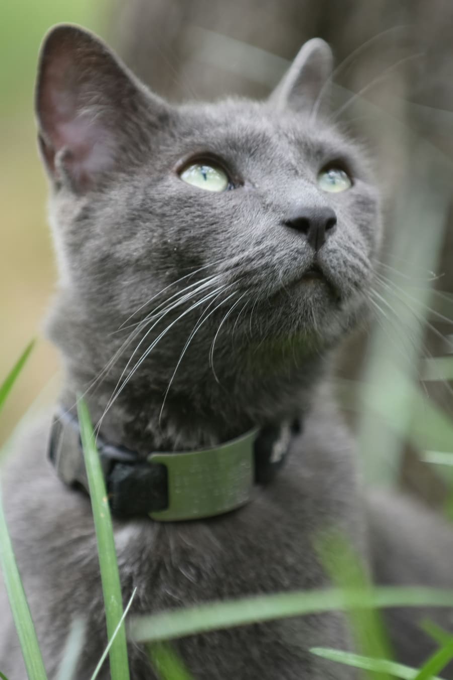 Gatita gris de ojos azules